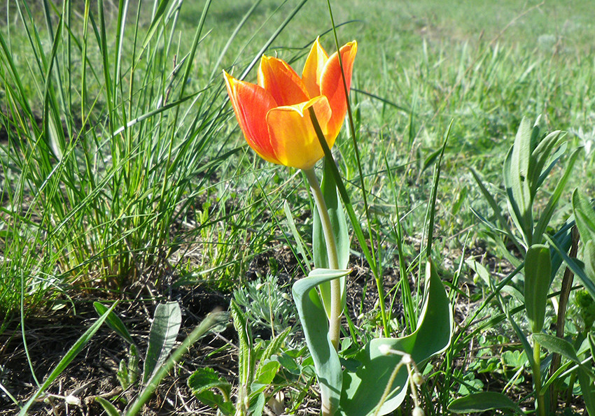  Шренка (Tulipa schrenkii).